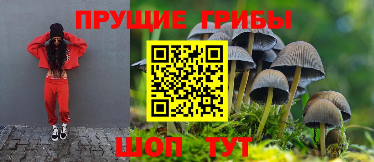 Камень-на-Оби  Псилоцибиновые грибы мицелий  Псилоцибиновые грибы Psilocybine cubensis  Вход с VPN 
